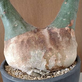 巨大ダブルヘッド アデニア グラウカ ねこちゃん型 Amazon.co.jp: 巨大ダブルヘッド アデニア グラウカ ねこちゃん型